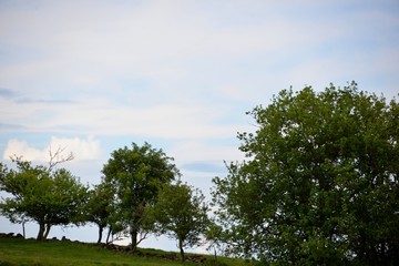 Obraz premium Arbres