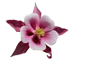 Akelei - Blüte, freigestellt