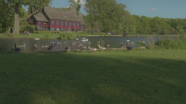 Geese, swans, ducks in park Rotterdam