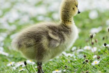 Goslings
