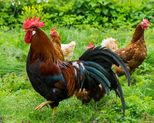 Cock and chickens in free agricultural posture