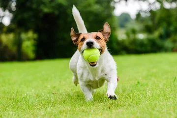 Photo sur Aluminium Chien Funny dog with tennis ball in jaws playing at lawn
