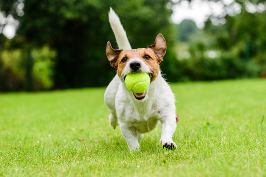 Funny dog with tennis ball in jaws playing at lawn