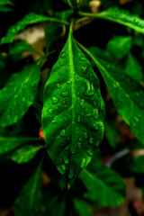 green leaf