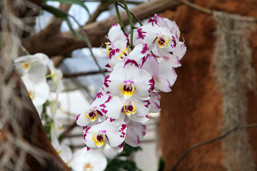 A young woman is observing white-and-purple orchids. She is standing in the middle of a garden park.