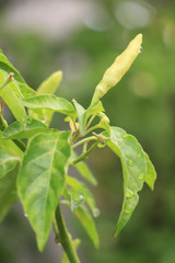 Obraz premium Green bird's eye chilli on bird's eye chilli tree (selective focus)