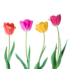 Tulips. Color vector tulips isolated on white background. Flowers in different shapes for your design and greetings, postcards card for your loved ones.