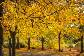 Naklejka premium An autumnal scene in a public park in Melbourne Australia showing falling golden leaves.