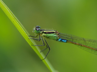 Closeup of a green and turquoise damselfy from Mauritius