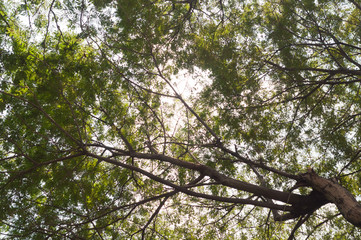 Sun light over branch of trees leaves