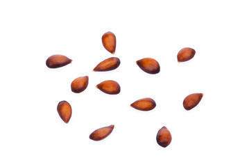 apple seeds isolated on whtie background