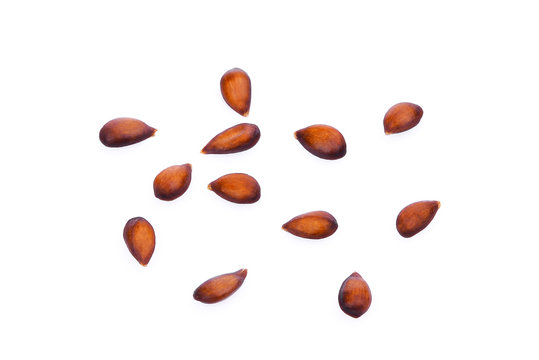 Apple Seeds" Images – Browse 233 Stock Photos, Vectors, and Video | Adobe  Stock