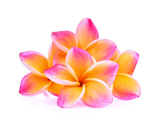 Fototapeta na wymiar frangipani flowers isolated on white background