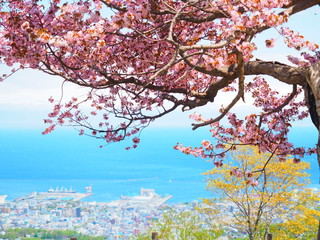 桜と海の景色