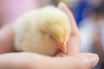 手の上で眠っているひよこ