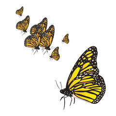 Monarch butterflies set vector illustration