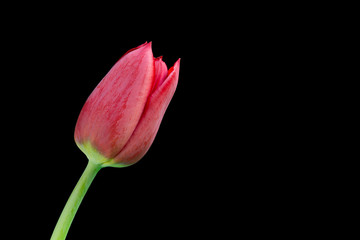 Red tulip on black background