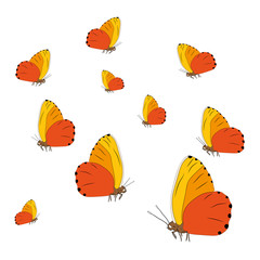 Many beautiful orange butterflies set