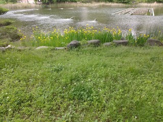 물가의 풀들과 아름답게 피어난 수선화 꽃들