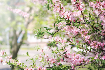 Blossom almond bush over nature blurred background. Pink spring flowers. Spring summer border template floral background with copy space.