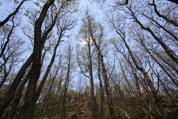 sous-bois