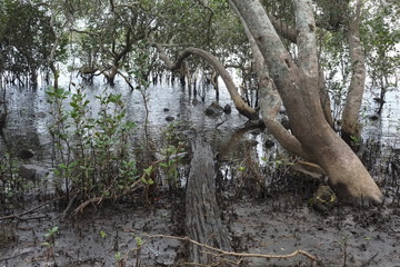 Mangrovenufer Australien 3