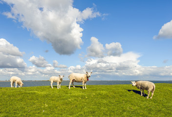 Fototapeta premium Four sheep on a dike next to a Dutch estuary