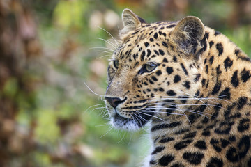 Fototapeta na wymiar Amur leopard portrait