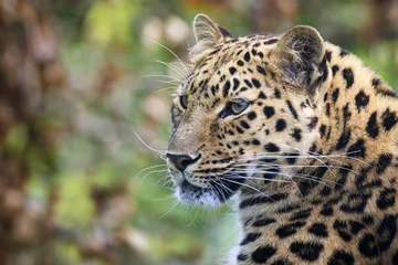 Foto auf Acrylglas Amur-Leopardenporträt © Rixie