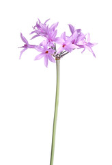 Obraz premium Stem and flowers of society garlic isolated against white