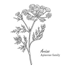 Ink anise herbal illustration. Hand drawn botanical sketch style. Absolutely vector. Good for using in packaging - tea, condinent, oil etc - and other applications - obrazy, fototapety, plakaty