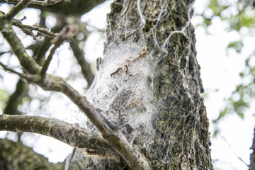 Tent caterpillars are dangerous because once they emerge from the web-like tent, they can quickly defoliate (strip the leaves) off of your tree