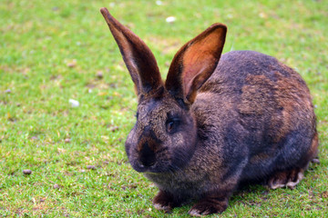 A fluffy bunny in the meadow 