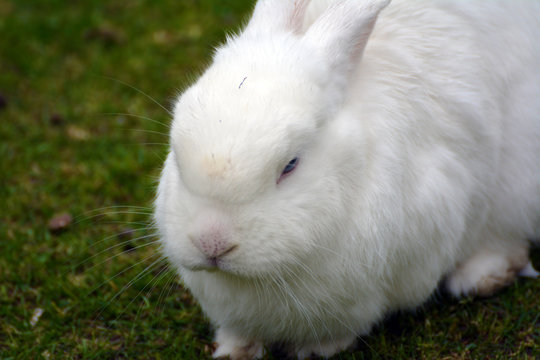 A fluffy bunny in the meadow 