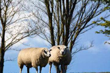 A cute lamb family