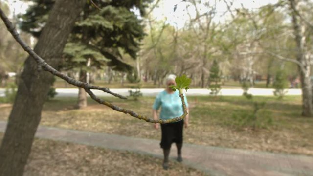 Spring and old age. Slow motion.

A green, blooming young leaf and an elderly woman in a blurry background.