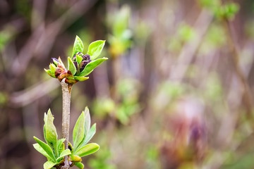 Spring shoots of lilac. Sprout of Syringa vulgaris.