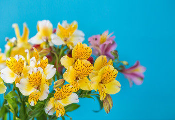 Naklejka na ściany i meble alstroemelias flowers