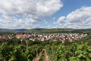Blick nach Rüdesheim über Weinberge