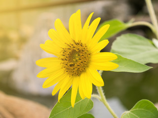 sun flower on day view background.