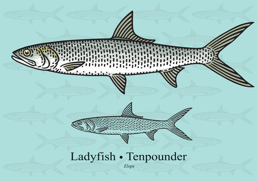Ladyfish, Tenpounder, Machete. Vector illustration for artwork in small sizes. Suitable for graphic and packaging design, educational examples, web, etc.
