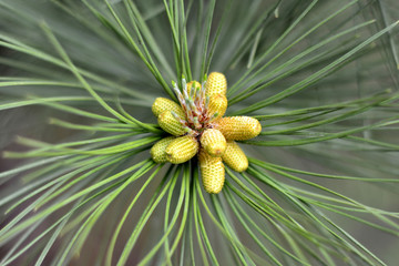 Small green cones on fir tree closeup, macro. Spring time.