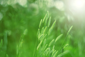 Green grass outdoors sunlight. Selective focus