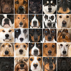 Hundeschnauzen Collage