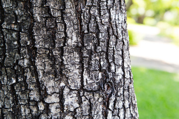 Tree bark texture