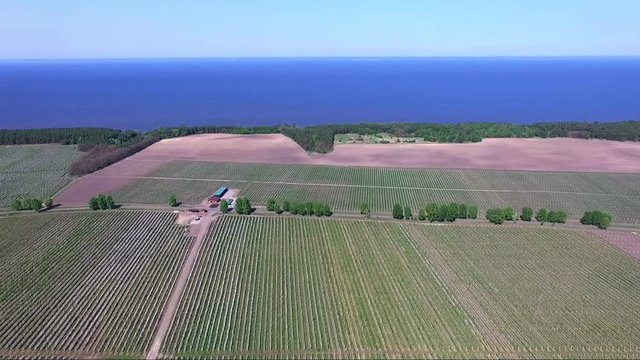 Aerial video, view from above, from high, from a height, fields of flowering apple orchards