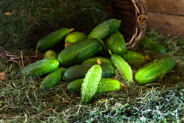 Fresh green cucumbers with leaf
