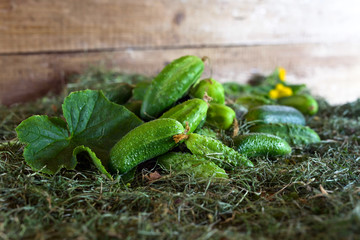 Fresh green cucumbers with leaf