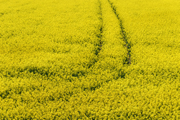 Tractor track in the flowering rape field