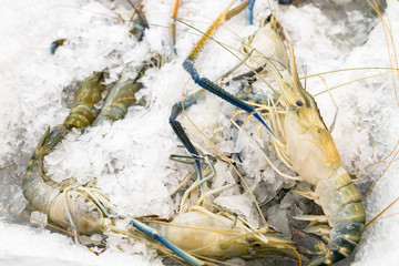 Fresh Shrimp frozen in ice, natural sea food in the market